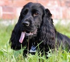 الإنجليزية Cocker Spaniel photo 3