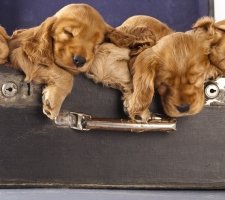 الإنجليزية Cocker Spaniel photo 5