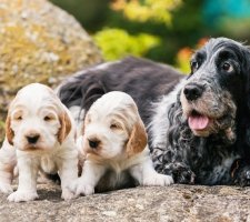 الإنجليزية Cocker Spaniel photo 6