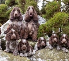 الإنجليزية Cocker Spaniel photo 4