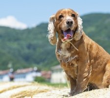 الإنجليزية Cocker Spaniel photo 8