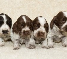 الإنجليزية Cocker Spaniel photo 9