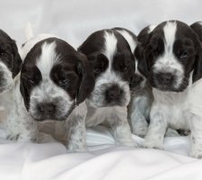 الإنجليزية Cocker Spaniel photo 7