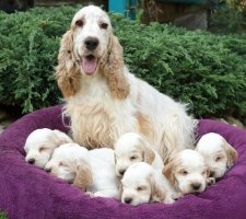 الإنجليزية Cocker Spaniel photo 1