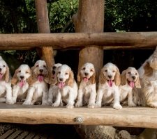 الإنجليزية Cocker Spaniel photo 2