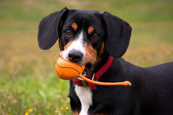 كلب الجبل Entlebucher مع الكرة