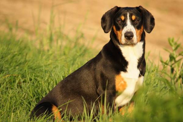يجلس كلب جبل Entlebucher
