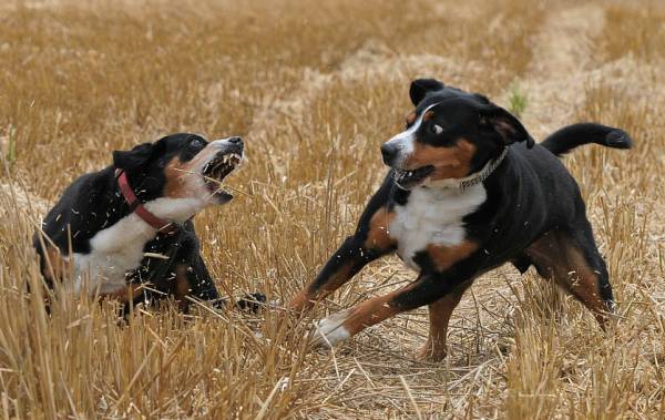 مسرحية Entlebucher Sennenhundy