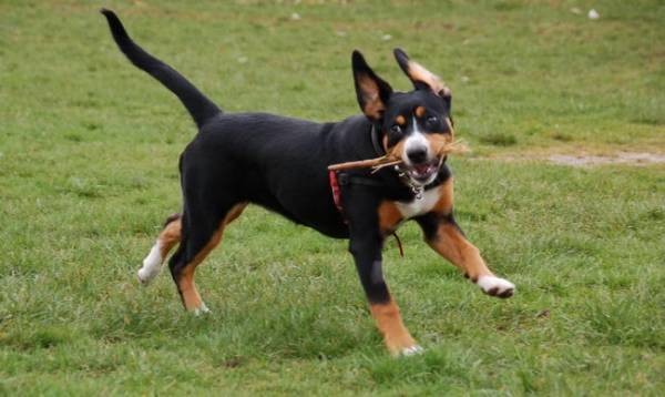 كلب جبل Entlebucher بعصا