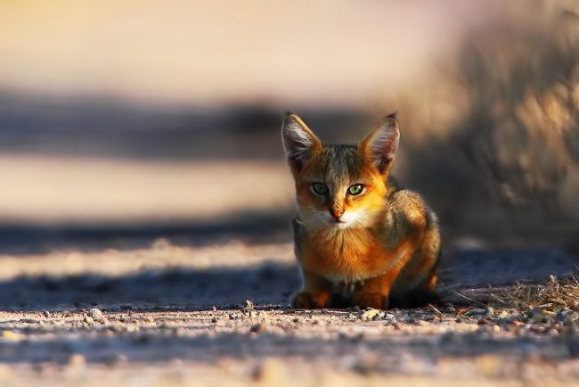 ممثلو هذا الصنف في حاجة ماسة إلى المودة ، والمالكون بحاجة إلى الاهتمام بالبيت