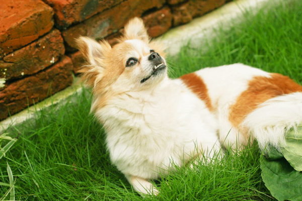 كيف نفهم أن الكلب في حرارة