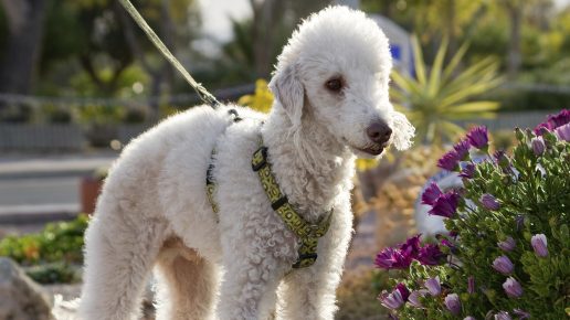 Bedlington