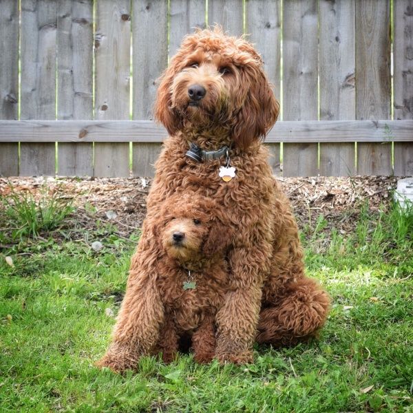 Labradoodle - الصورة والوصف والشخصية تكاثر