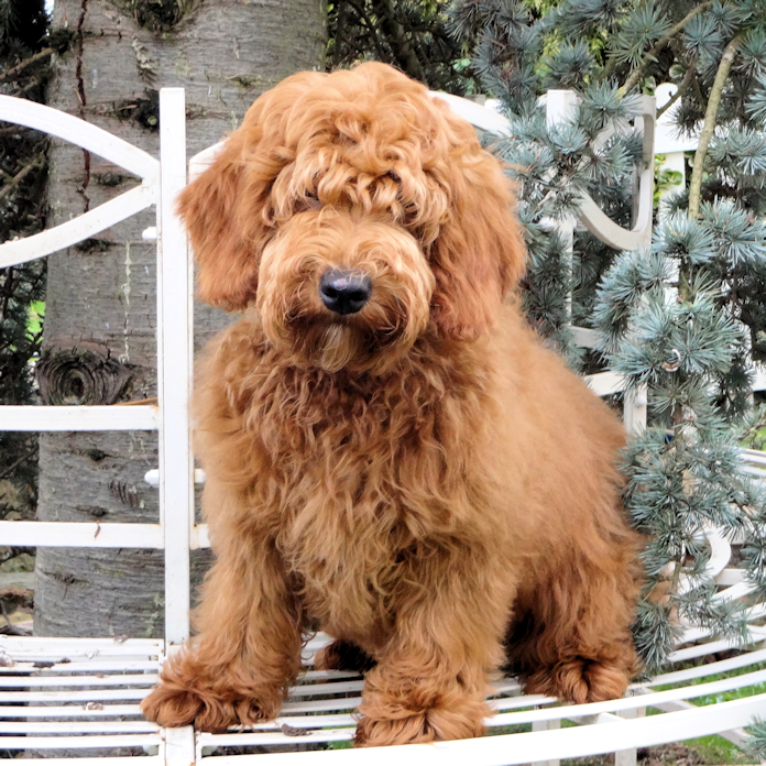 Labradoodle - الصورة والوصف والشخصية تكاثر