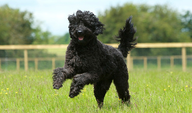 Labradoodle - الصورة والوصف والشخصية تكاثر