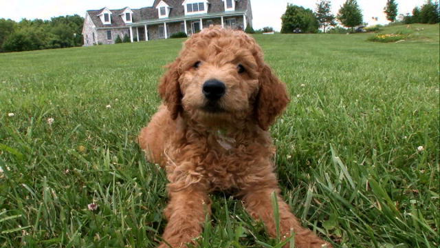 Labradoodle - الصورة والوصف والشخصية تكاثر