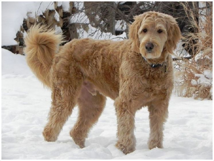 Labradoodle - الصورة والوصف والشخصية تكاثر