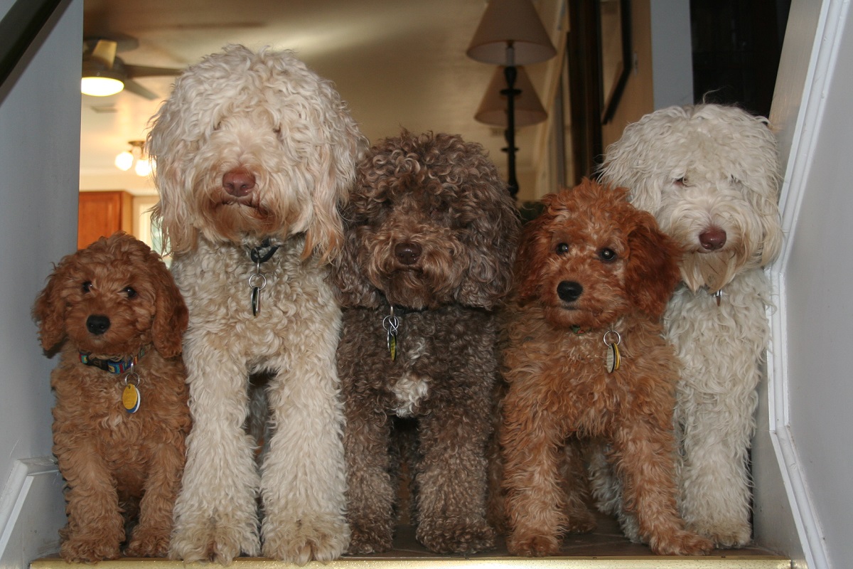 Labradoodle - الصورة والوصف والشخصية تكاثر