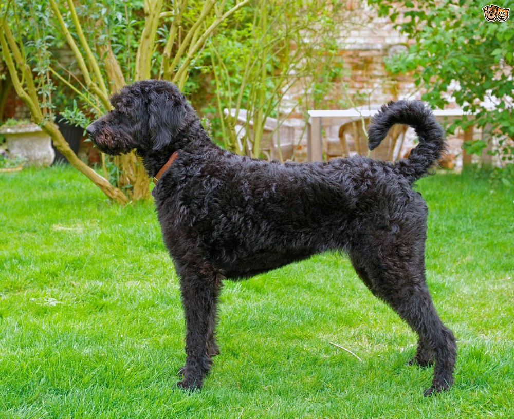 Labradoodle - الصورة والوصف والشخصية تكاثر