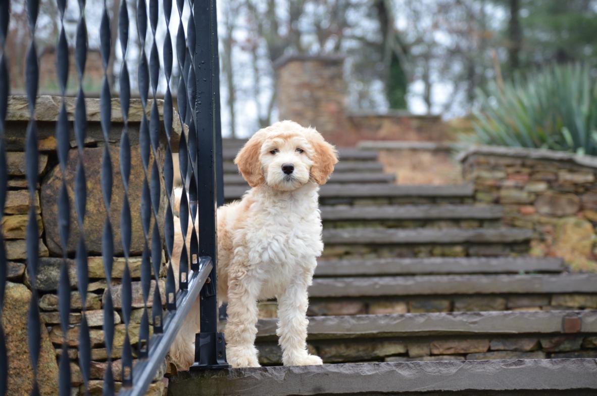 Labradoodle - الصورة والوصف والشخصية تكاثر