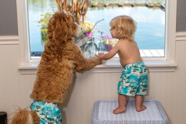 Labradoodle - الصورة والوصف والشخصية تكاثر