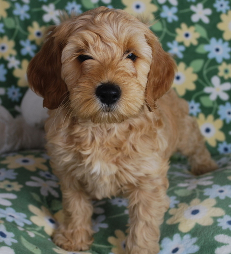 Labradoodle - الصورة والوصف والشخصية تكاثر