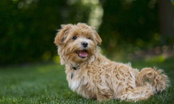 Maltipoo