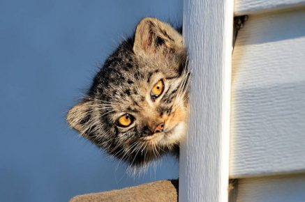 manul الصغير للنزهة من المنزل