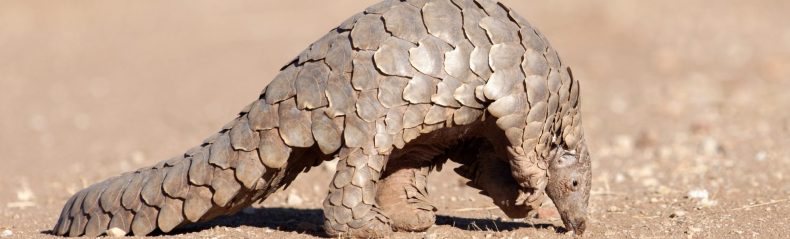 البنغول حيوان أم قرفة