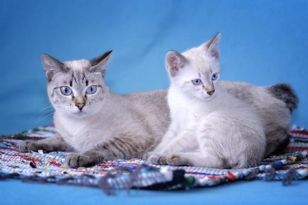 ميكونغ Bobtail - قطة مع القط