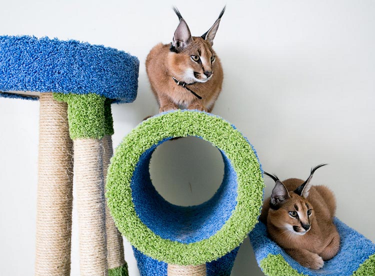 Caracal سلالة القطط في المنزل