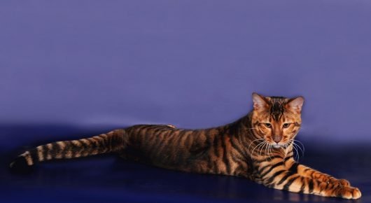 قطة Toyger يستريح