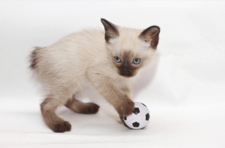 ميكونغ Bobtail هريرة