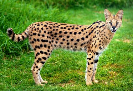 Serval لل