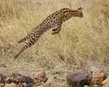 Serval في القفز لفريسة