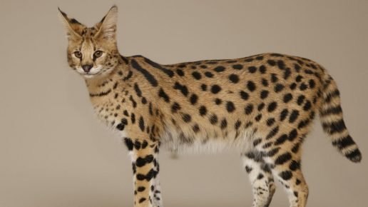 سافانا