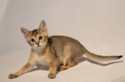 Chausie هريرة