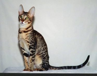 القط يشبه serval