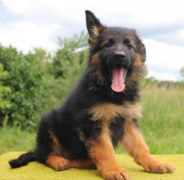 الراعي الألماني جرو في 2 أشهر