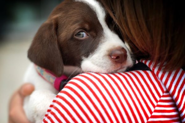 الكلب يخاف مما يجب فعله